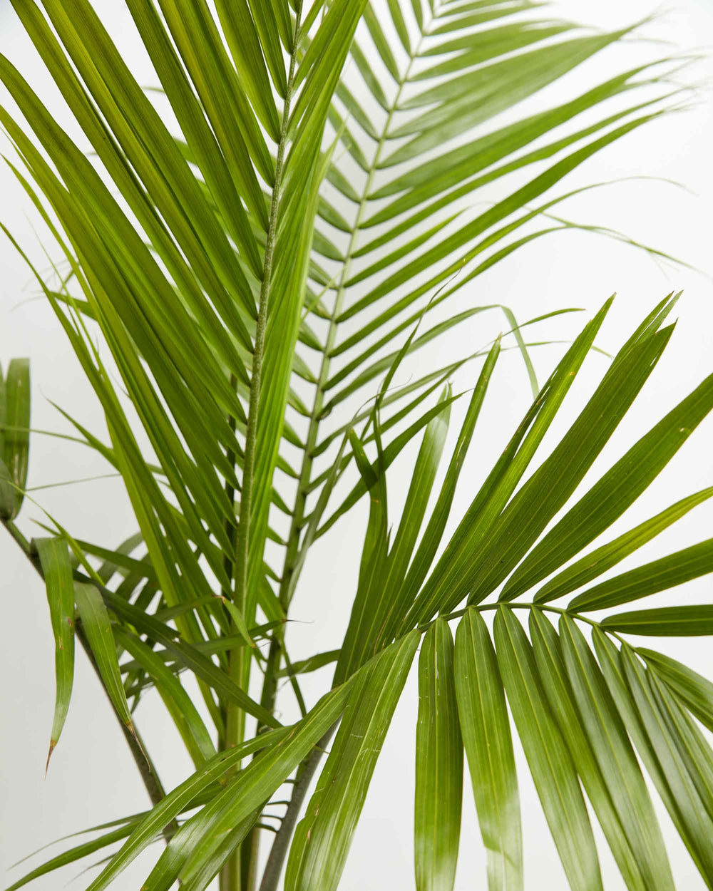 A close-up detail of Cat Palm fronds, showcasing their long, slender green leaflets arranged along a central stem against a white background.