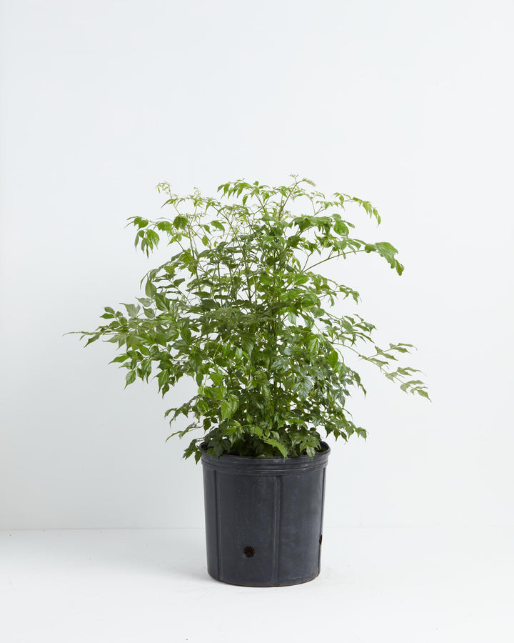 Medusa China Doll (Serpent Tree), Lively Root, Plant, Size, Extra Large, , 