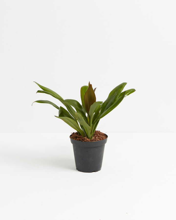 Cordyline Glauca Good Luck Plant, Lively Root, Plant, Size, Medium, , 