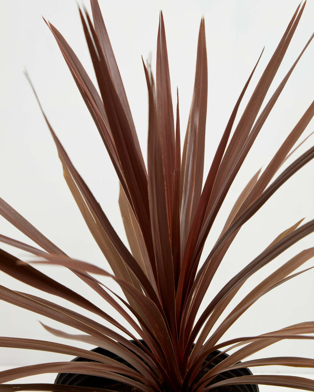 Cordyline Australis Red Sensation, Lively Root, Plant, , , , 