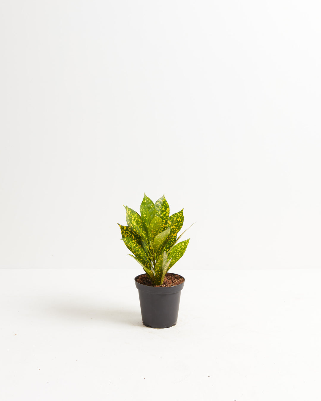 Compact young Gold Dust Croton in small black nursery pot with dense clustered spotted foliage, perfect starter tropical plant for indoor collectors.