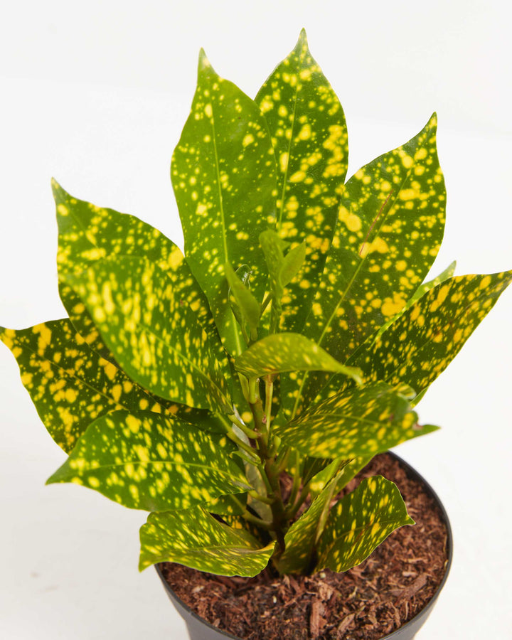 Close-up macro of Gold Dust Croton central new growth cluster with vibrant yellow-spotted leaves emerging, showing rich variegation and compact mounding form.