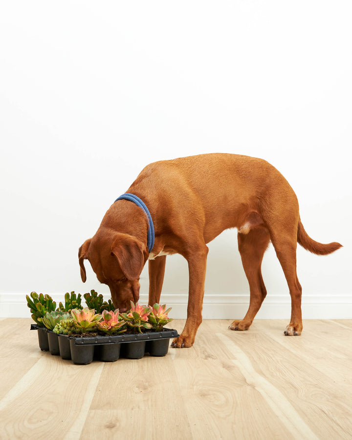 Pet-friendly succulent pack with dog, 16 mixed miniature succulents safe for pets, Cutie Little Baby Succulents collection ideal for homes with cats and dogs