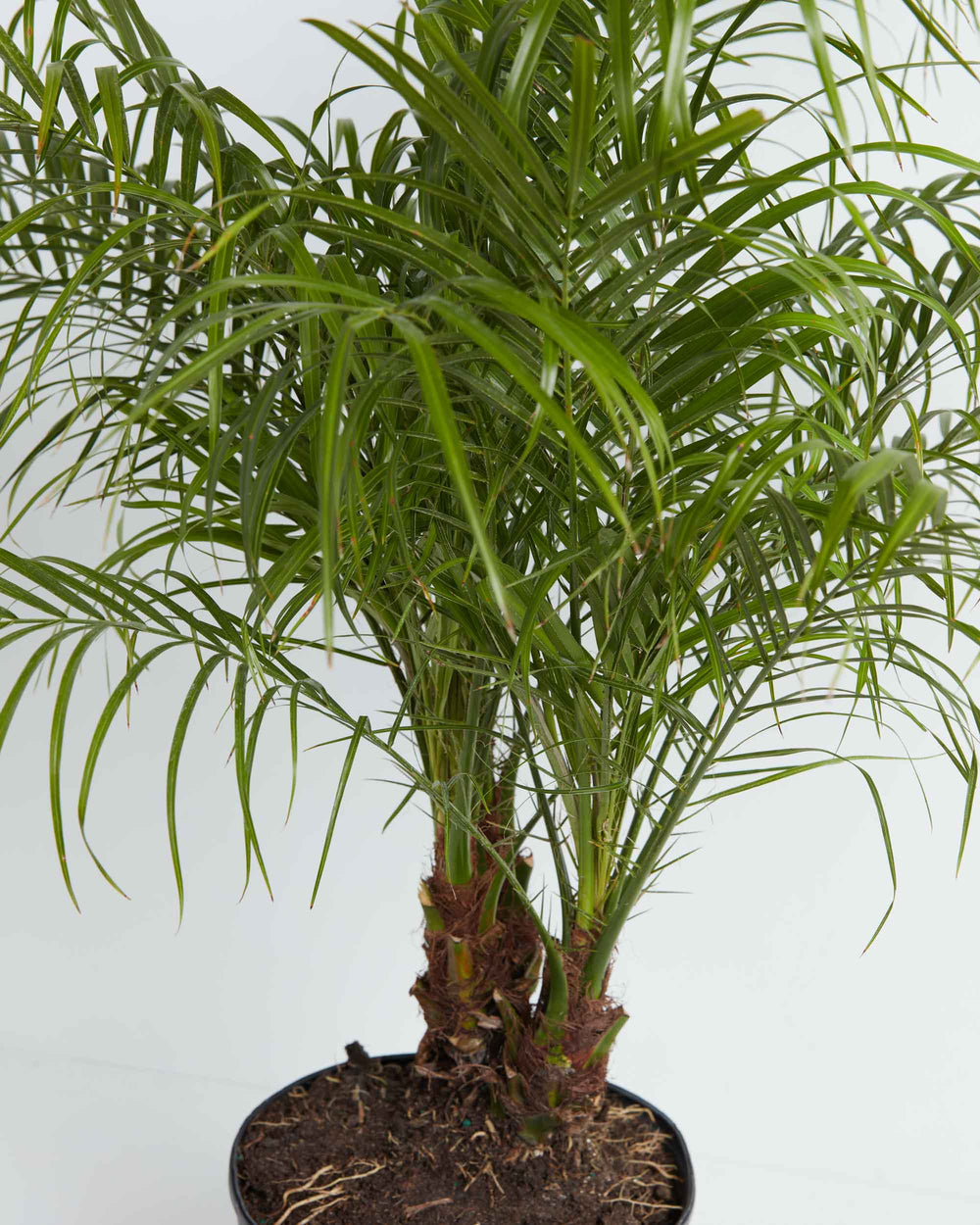 A close-up detail shot focusing on the center and lower structure of a Pygmy Date Palm (Phoenix roebelenii). The image highlights the plant's textured, fibrous brown trunks emerging from dark potting soil inside a black grower pot, topped by a dense cluster of slender, arching green leaflets spreading out against a solid white background.