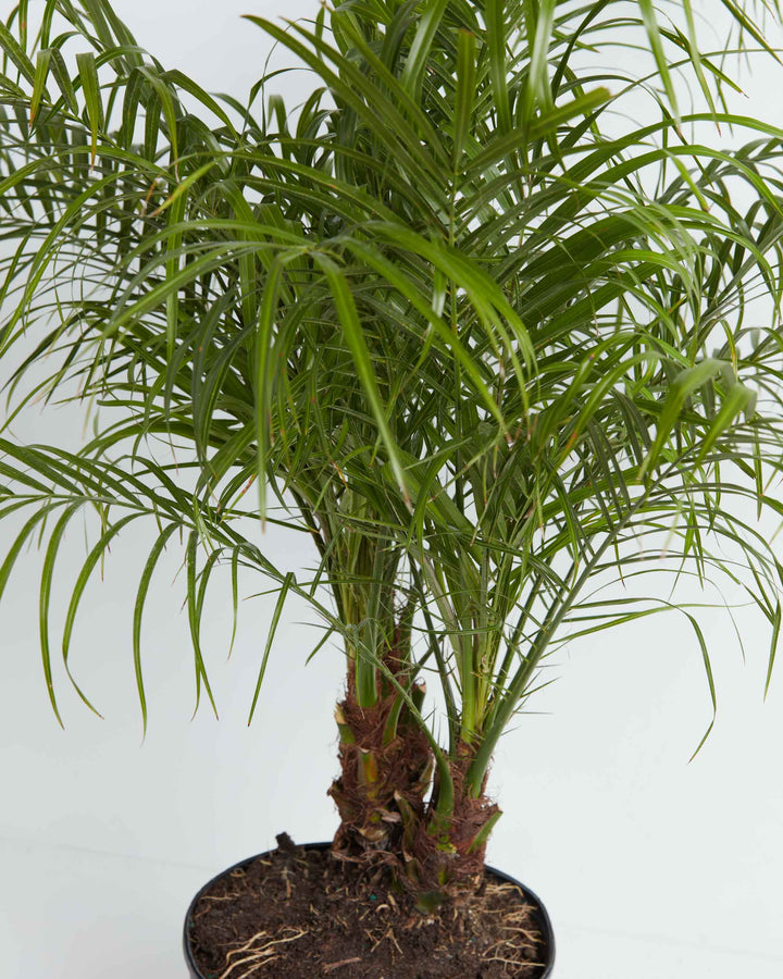 A close-up detail shot focusing on the center and lower structure of a Pygmy Date Palm (Phoenix roebelenii). The image highlights the plant's textured, fibrous brown trunks emerging from dark potting soil inside a black grower pot, topped by a dense cluster of slender, arching green leaflets spreading out against a solid white background.