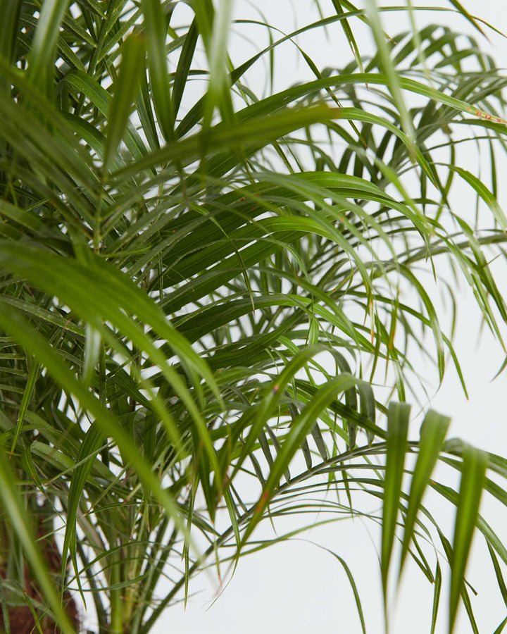 A close-up detail shot focusing on the feathery fronds of a Pygmy Date Palm (Phoenix roebelenii). The image emphasizes the dense, layered structure of the slender, bright green leaflets as they arch and crisscross over one another, set against a solid white background.