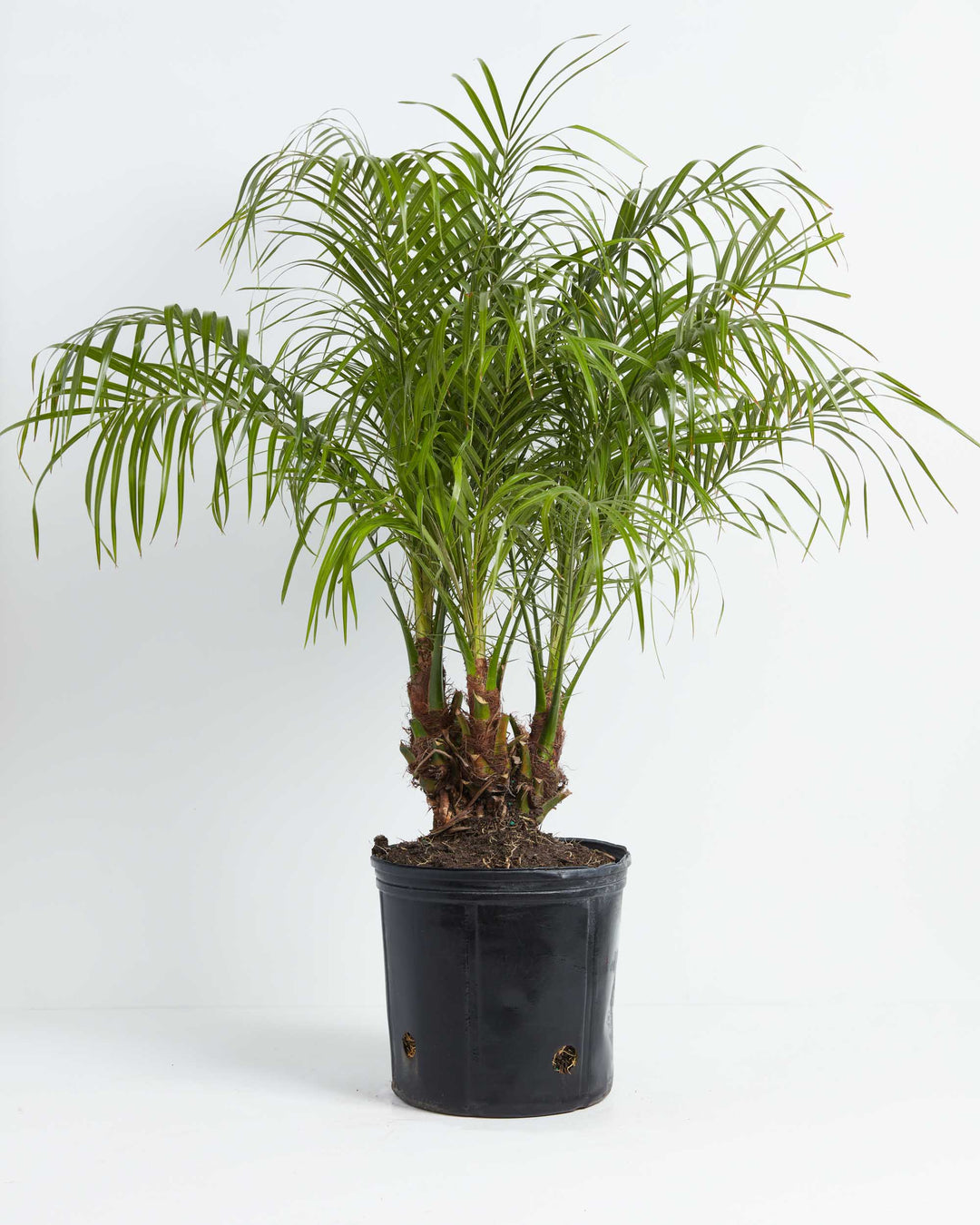 A full view of a Pygmy Date Palm (Phoenix roebelenii) showcasing a wide, full crown of feathery, arching green fronds. The plant features textured, fiber-covered brown trunks extending upwards from the soil and is housed in a standard black plastic grower pot with visible drainage holes near the base, all set against a solid white background.