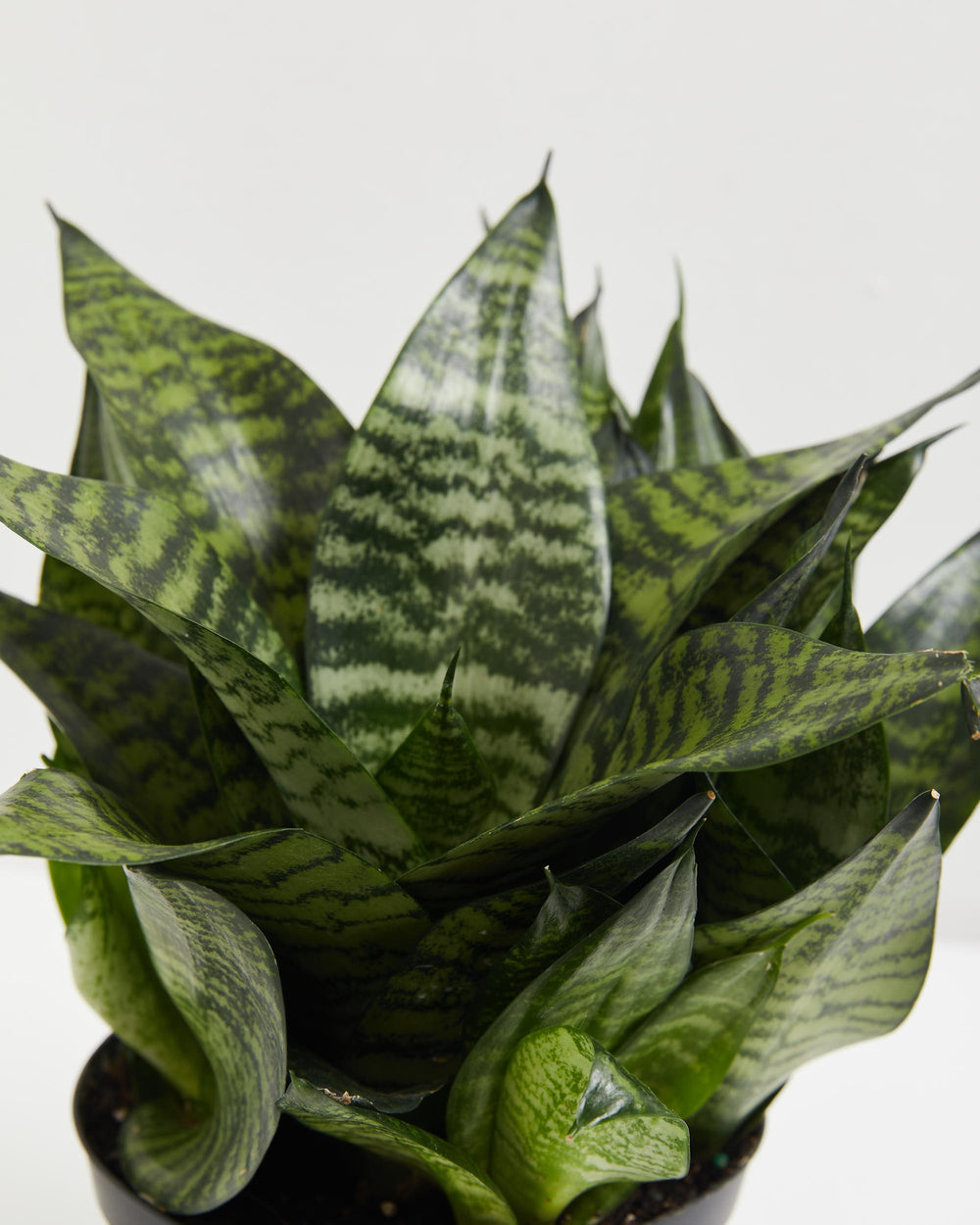 Robusta Snake Plant, Lively Root, Plant, Detail , , , 