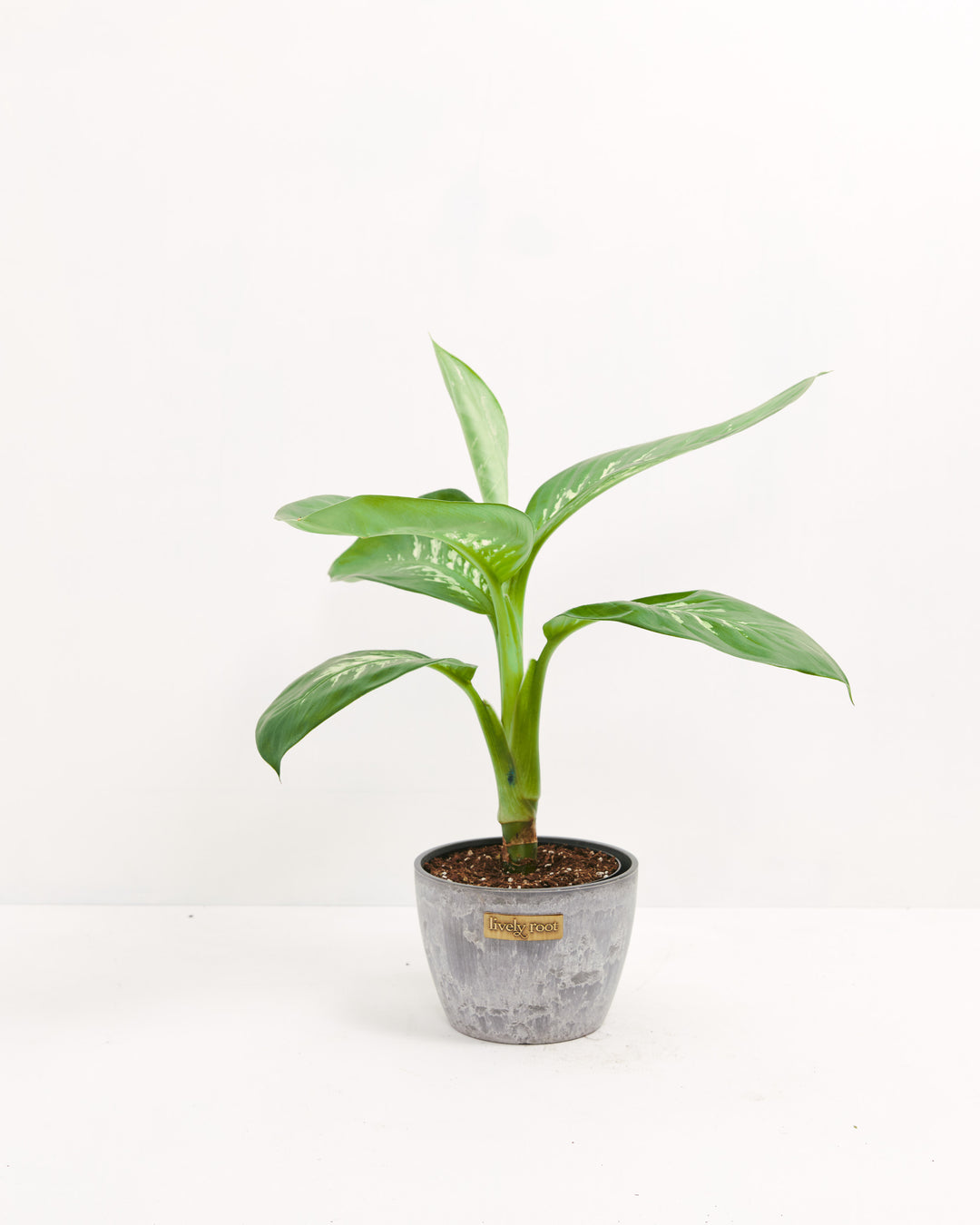 Dieffenbachia Carina, Lively Root, Plant, , , , 