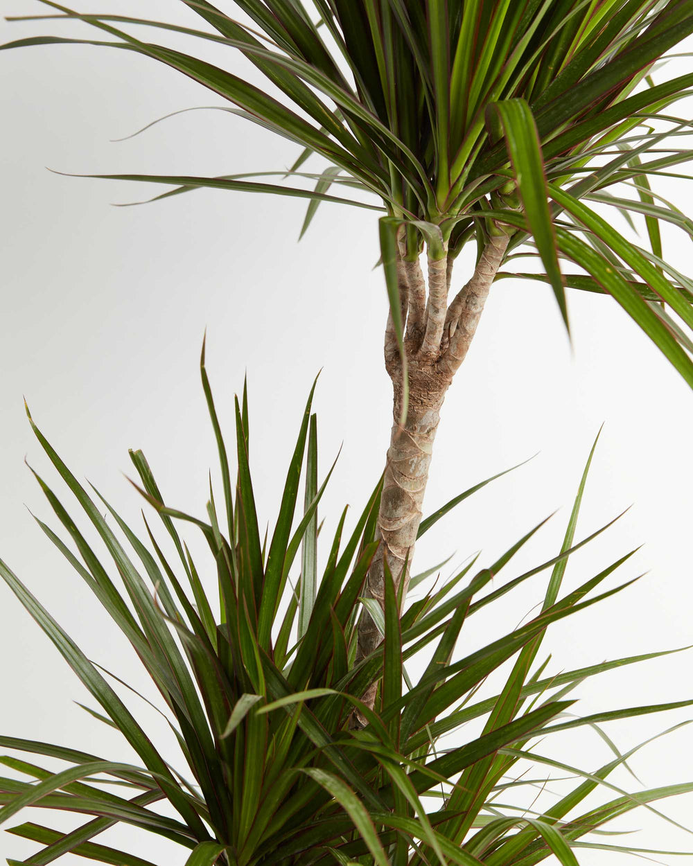 Marginata Cane Dragon Tree (Dracaena), Lively Root, Plant, , , , 