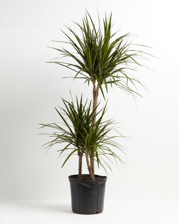Marginata Cane Dragon Tree (Dracaena), Lively Root, Plant, Size, Extra Large, , 