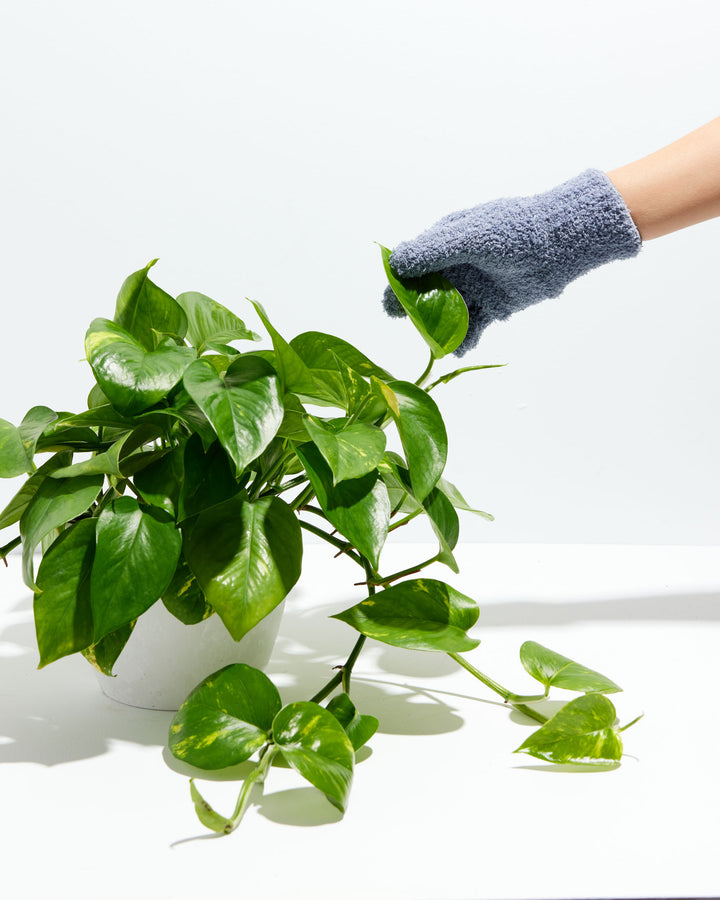 Dusting Glove