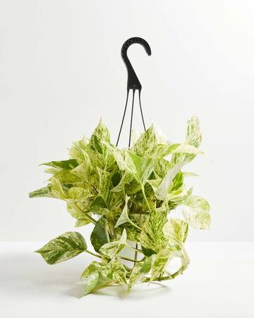 A full view of a lush Marble Queen Pothos featuring heart-shaped leaves with heavy white and cream variegation, presented in a black hanging grower pot against a white background.