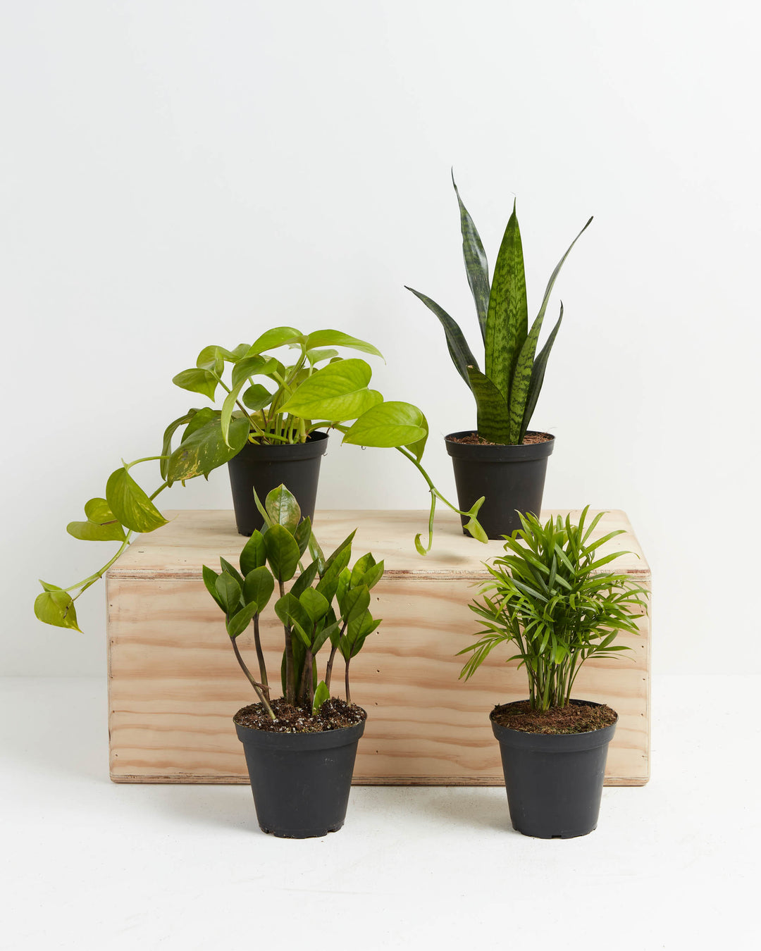 Easy Peasy Plant Collection featuring four beginner-friendly houseplants each in a black nursery grower pot including a trailing Pothos, upright Snake Plant, ZZ Plant, and Parlor Palm arranged on and around a natural wood crate on a white background