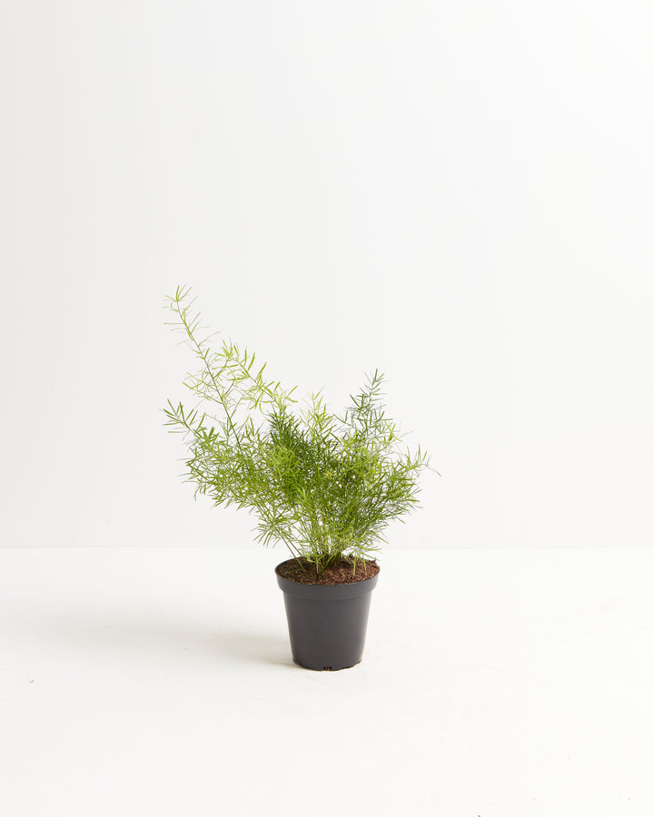 Fern Asparagus Sprengerii, Lively Root, Plant, Size, Small, , 