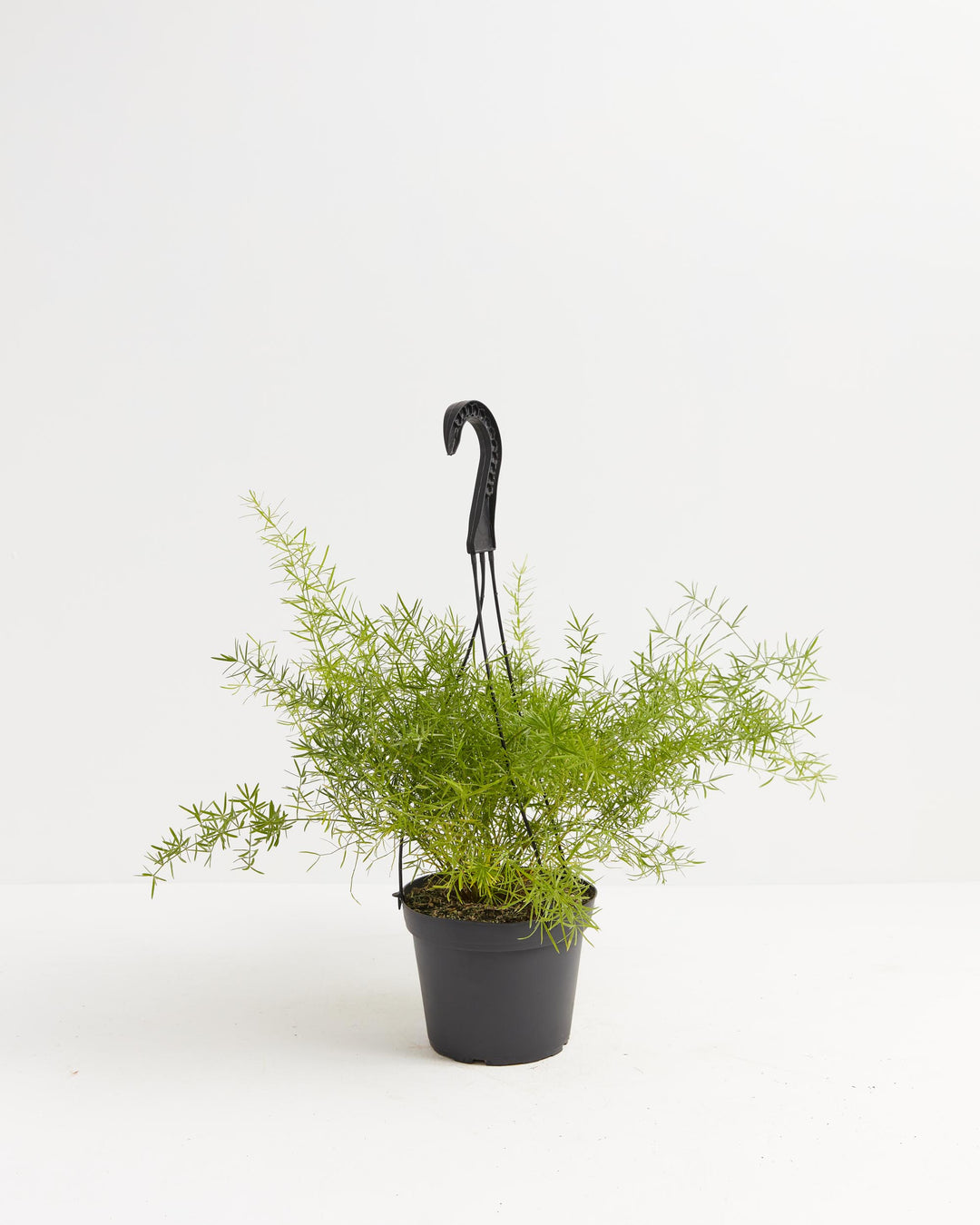 Fern Asparagus Sprengerii, Lively Root, Plant, Size, Medium, , 