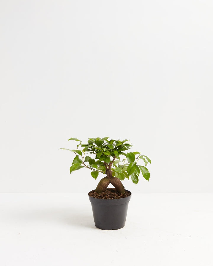 Ficus Ginseng bonsai in a black grower pot with a wide spreading canopy of small glossy leaves