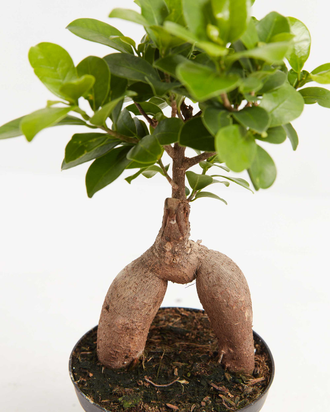 Detail shot of Ficus Ginseng's characteristic arched and fused aerial roots rising above the soil line
