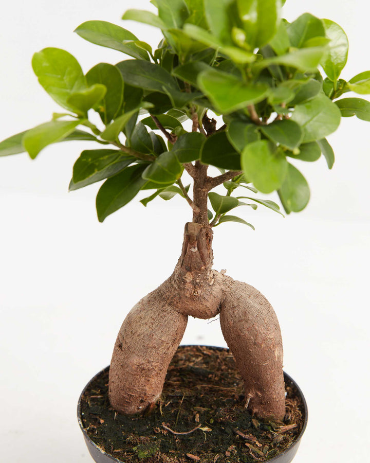 Detail shot of Ficus Ginseng's characteristic arched and fused aerial roots rising above the soil line