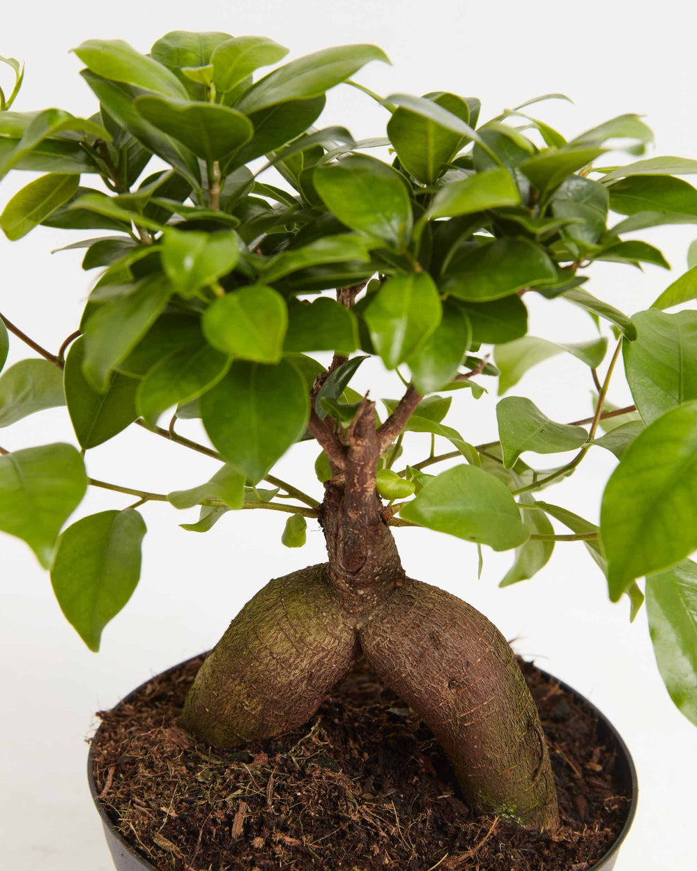 Close-up of Ficus Ginseng trunk and root base showing textured bark and lush green leaf canopy