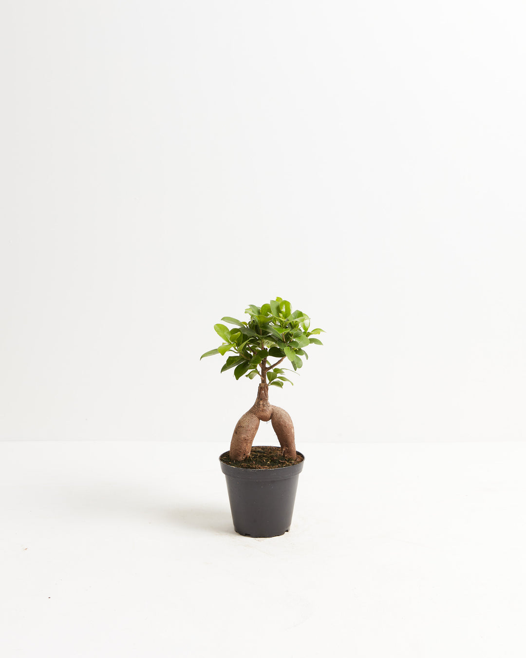 4" Ficus Ginseng bonsai in a black nursery grower pot showing its iconic arched twin root formation