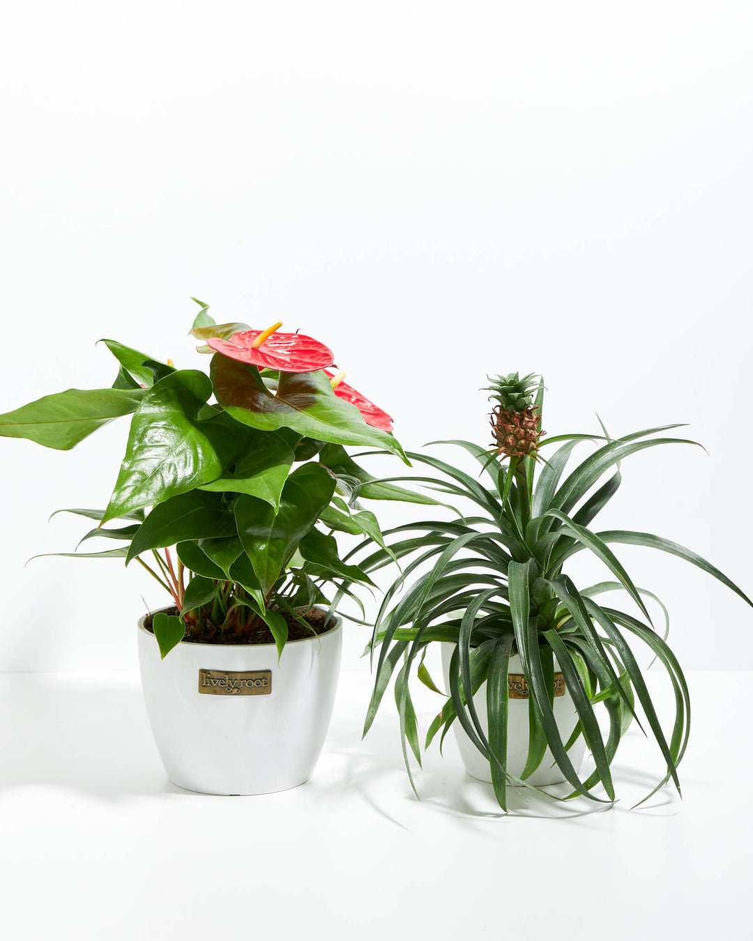 Tropical plant duo set, Anthurium with bold red flower and Bromeliad with bronze-toned blooming spike, 6-inch paired white ceramic pots, bright indoor plants for humid environments