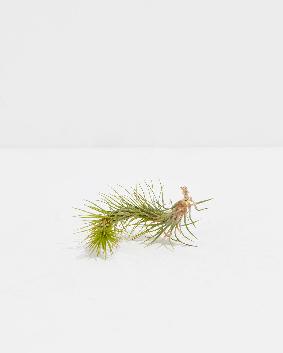 T. Funckiana Air Plant, Lively Root, Plant, , , , 