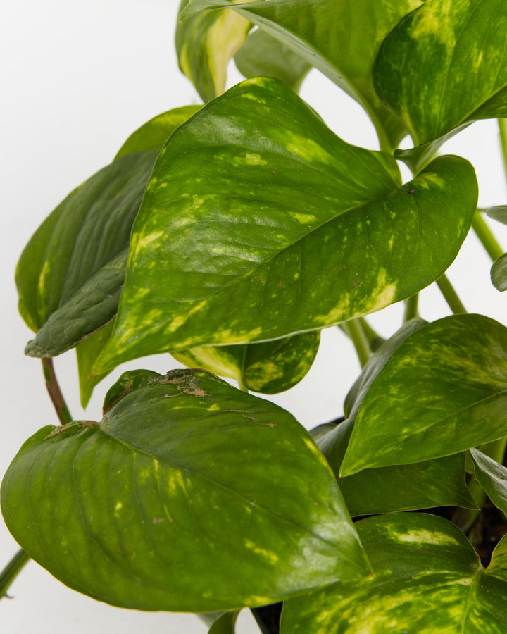 Golden Pothos (Epipremnum aureum) close-up detail of large glossy heart-shaped leaves with bright green and golden yellow variegated marbling on trailing vines on a white background