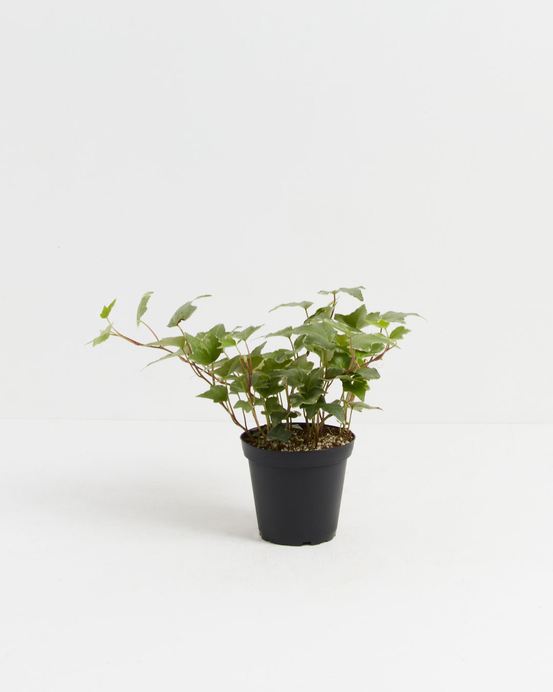 4-inch compact English Ivy Glacier in black plastic nursery pot displaying upright bushy growth habit with variegated green and white ivy foliage; starter-size Hedera helix glacier variety perfect for small shelves or plant collections.