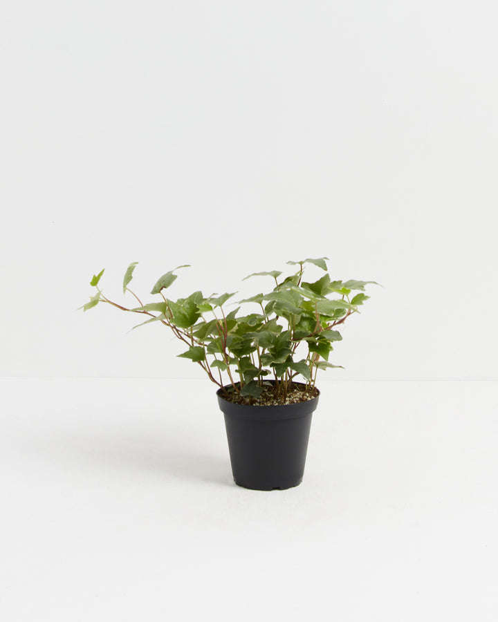 4-inch compact English Ivy Glacier in black plastic nursery pot displaying upright bushy growth habit with variegated green and white ivy foliage; starter-size Hedera helix glacier variety perfect for small shelves or plant collections.