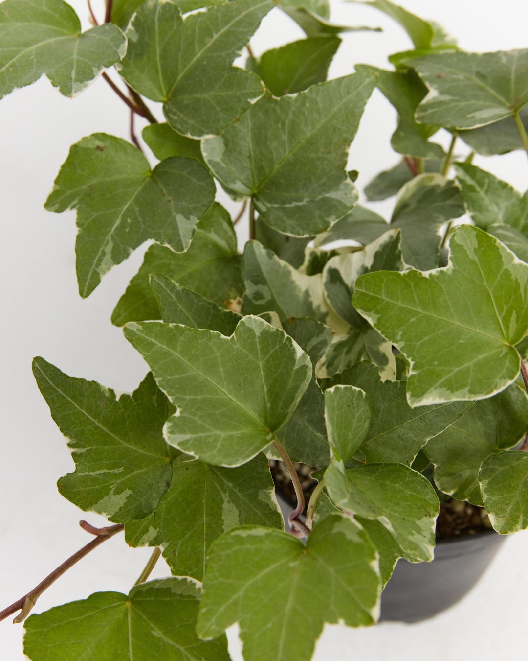 Detailed view of Hedera Glacier variegated ivy leaves showing pronounced white-cream variegation with green margins and characteristic wavy leaf edges; close-up revealing the multi-tone coloration pattern of this premium English ivy variety.
