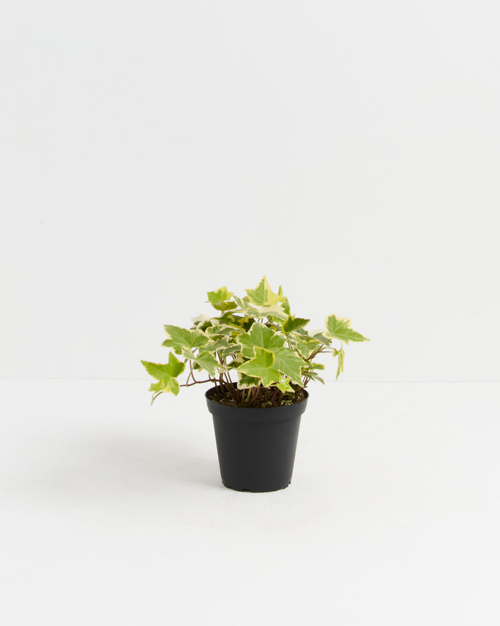 English Ivy Gold Child, Lively Root, Plant, Size, Small, , 