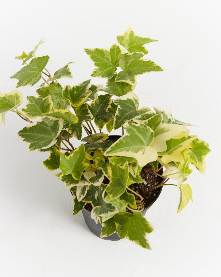 English Ivy Gold Child, Lively Root, Plant, , , , 