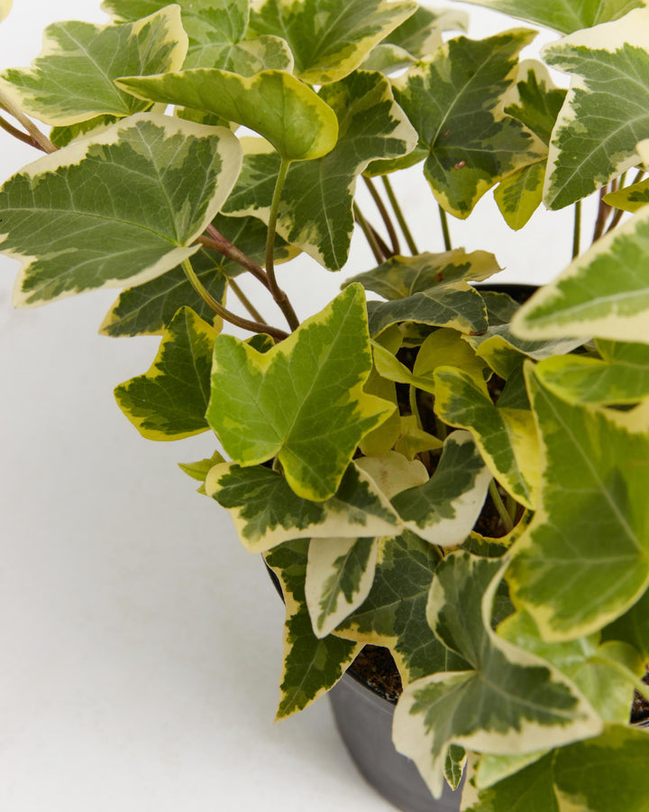 English Ivy Gold Child, Lively Root, Plant, , , , 