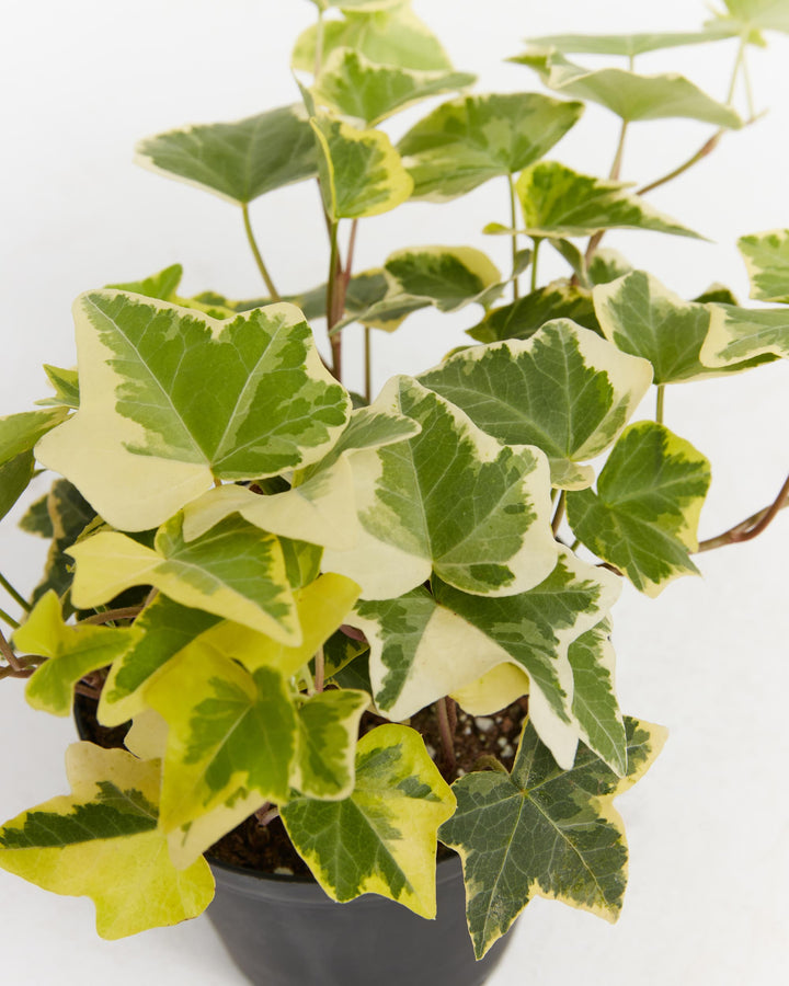 English Ivy Gold Child, Lively Root, Plant, , , , 