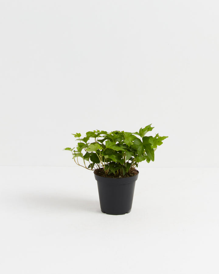 California Ivy, Lively Root, Plant, Size, Small, , 