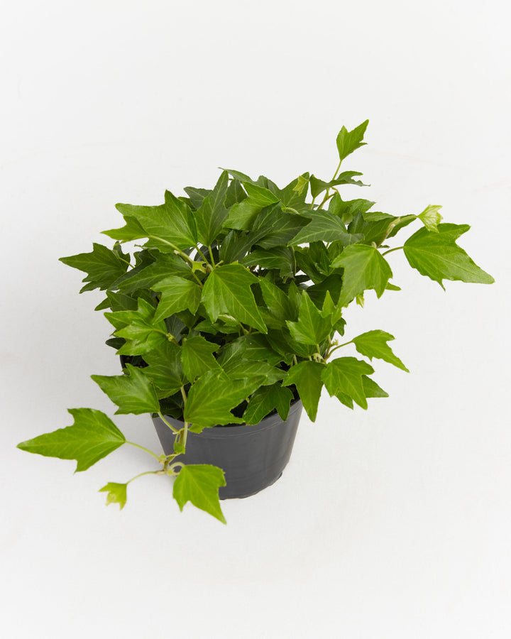 California Ivy, Lively Root, Plant, , , , 