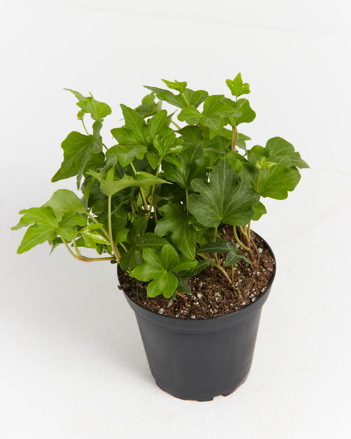 Clover Leaf Ivy, Lively Root, Plant, Size, Small, , 