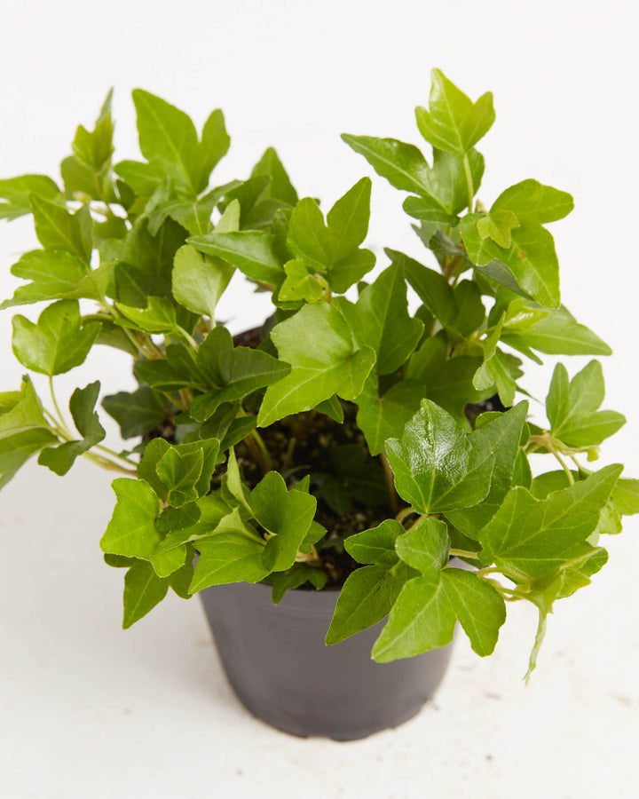 Clover Leaf Ivy, Lively Root, Plant, , , , 