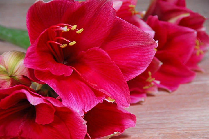 Voluptuous Lion Red Rare Premium Amaryllis, Lively Root, Plant, , , , 