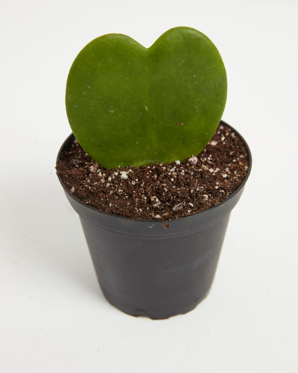 Hoya Heart Plant (Hoya kerrii) in a small black nursery pot with a single glossy heart-shaped green leaf in perlite-mixed soil on a white background