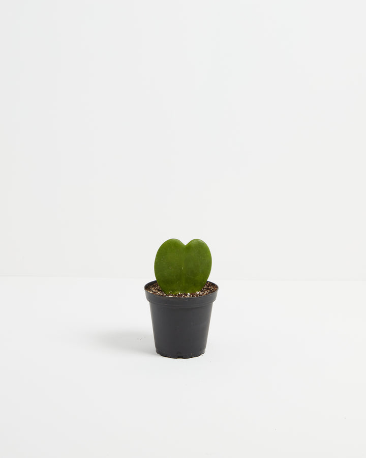 Small Hoya Heart Plant (Hoya kerrii) in a black nursery grower pot with a single glossy heart-shaped green leaf in perlite-mixed soil on a white background