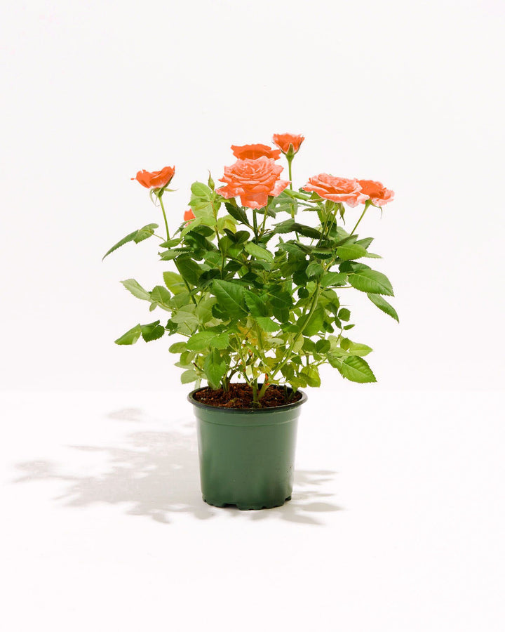 4-inch Tangerine Miniature Rose plant with vivid orange blooms and green foliage in a black grower pot on white background