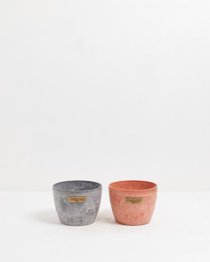 Coordinating pair of grey concrete-finish 6-inch and coral terra 4-inch ceramic pots, ideal for tiered plant displays and modern home décor styling.