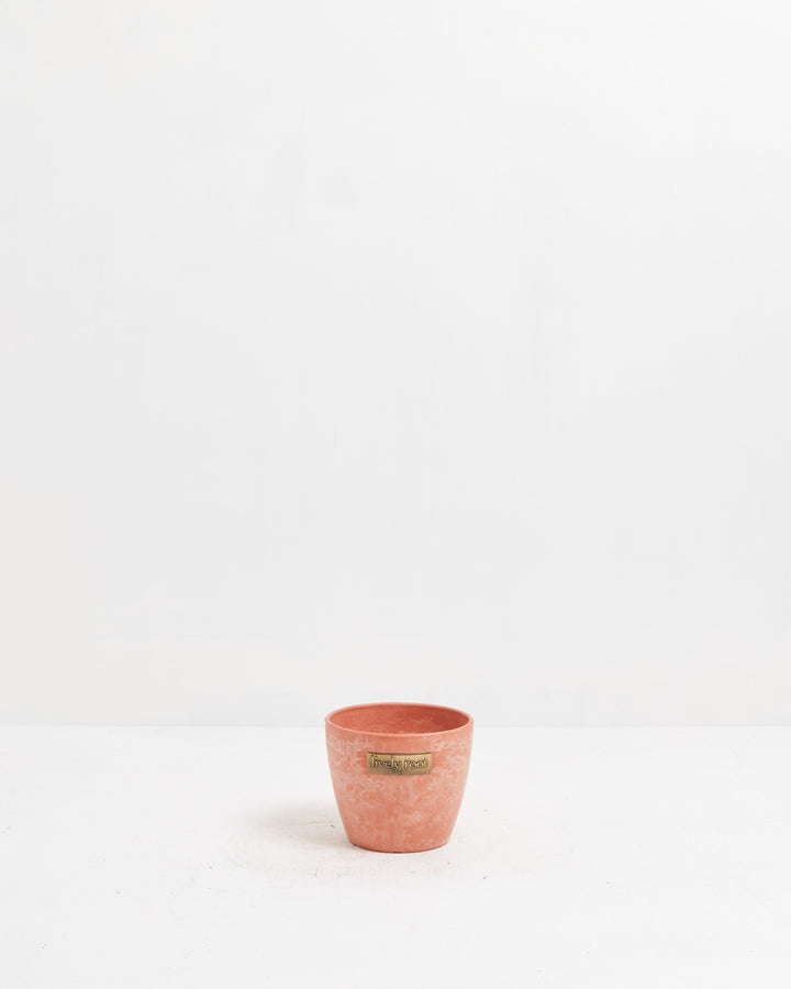 Lively Root 4-inch coral terra cotta planter with soft matte texture and branded brass label, sized for small houseplants, succulents, and tabletop gardening.
