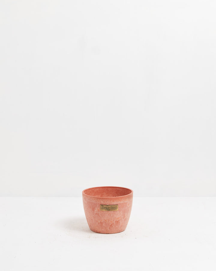 Lively Root 6-inch terra cotta ceramic pot with matte textured finish and brass label, ideal for houseplants, succulents, and decorative indoor plant containers.