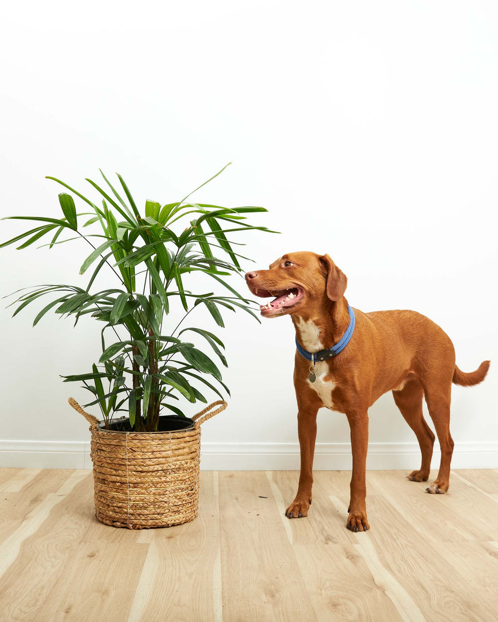 Large pet-friendly Lady Palm (Rhapis excelsa) in a natural woven seagrass basket planter with twin handles with fan-shaped deep green fronds on multiple cane stems displayed beside a brown dog with blue collar on a light wood floor against a white wall