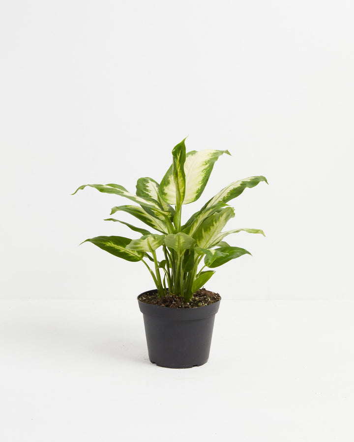 Dieffenbachia Camille, Lively Root, Plant, Size, Medium, , 