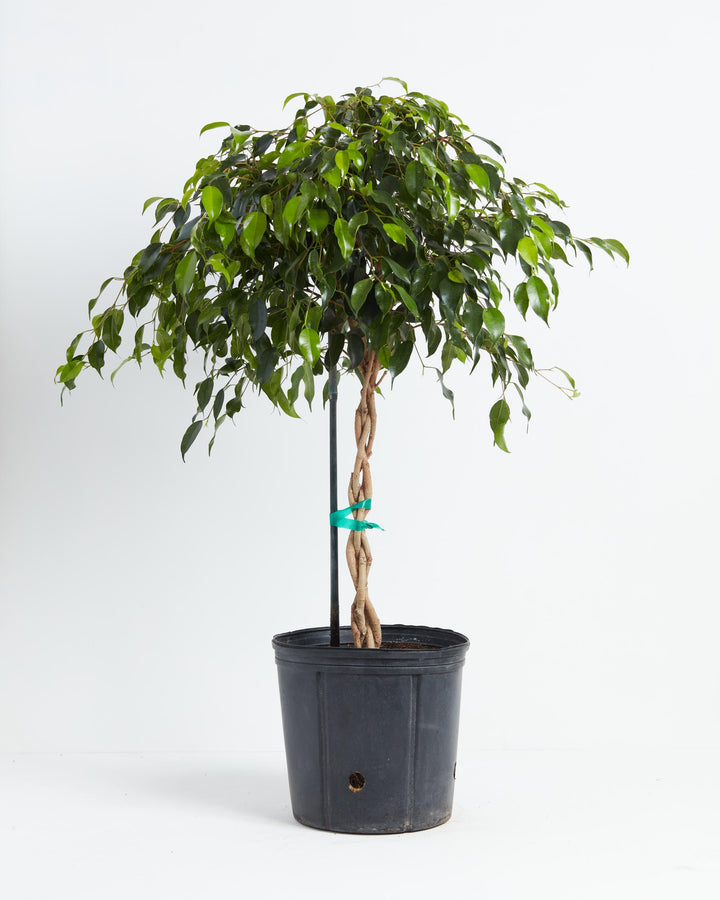Ficus Benjamina Midnight Braid, Lively Root, Plant, Size, Extra Large, , 