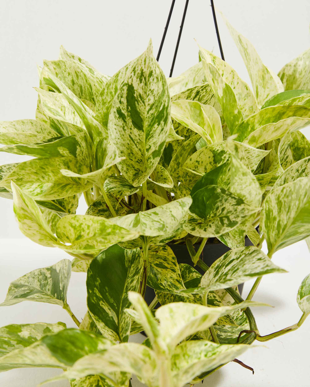 Close-up of Marble Queen Pothos (Epipremnum aureum) trailing white and green variegated vines in a black hanging grower pot on white background